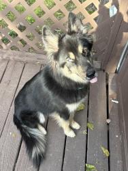 Reunited Male Dog last seen N Donovan Ct Phoenix AZ 85086 United States, Phoenix, AZ 85086