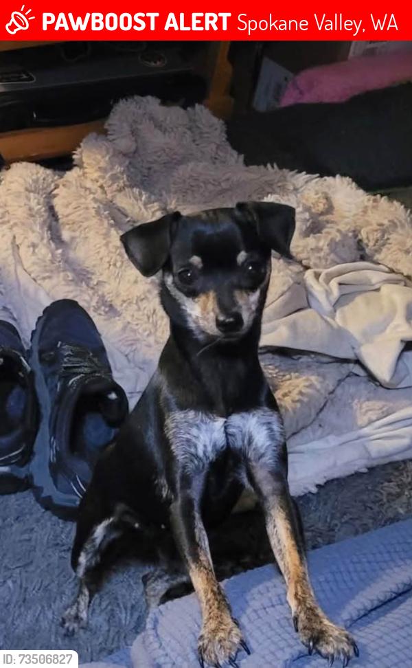 Lost Female Dog last seen Broadway and Vista, Spokane Valley, WA 99212