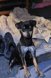 Lost Female Dog last seen Broadway and Vista, Spokane Valley, WA 99212