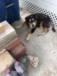 Found/Stray Male Dog last seen Incarnate Word Academy, Corpus Christi, TX 78404