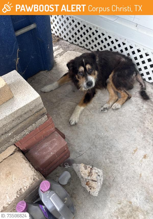 Found/Stray Male Dog last seen Incarnate Word Academy, Corpus Christi, TX 78404