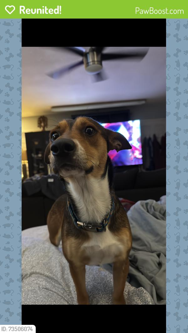 Reunited Male Dog last seen North lane and pine hills, Orlando, FL 32808