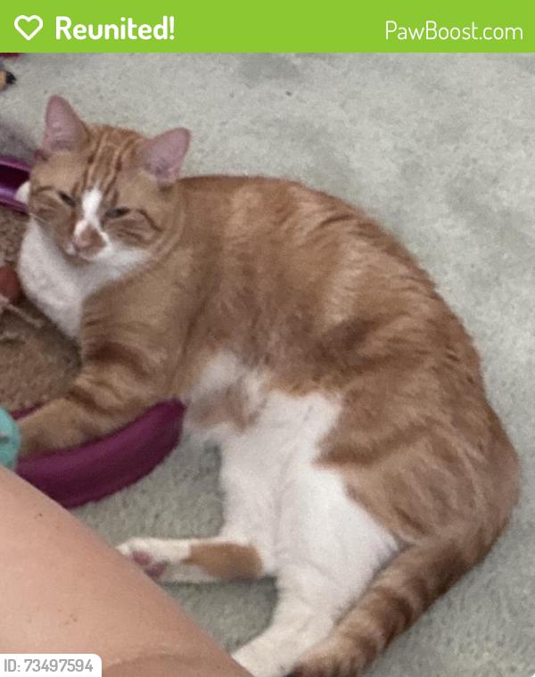 Reunited Male Cat last seen Near Hillsboro Ave across from Leverette Ln, Edwardsville, IL 62025