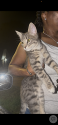 Found/Stray Female Cat last seen Starkenburg and Lucerne Dr, Memphis, TN 38115