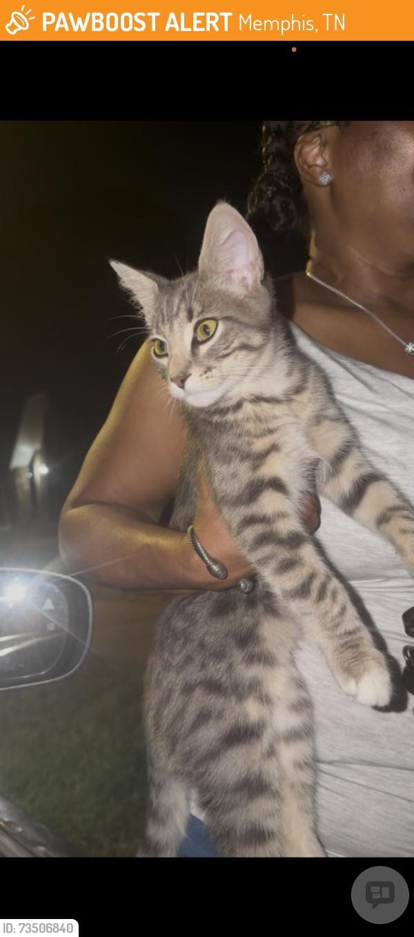 Found/Stray Female Cat last seen Starkenburg and Lucerne Dr, Memphis, TN 38115