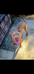 Reunited Unknown Dog last seen Jansen, magic hallow blvd, Virginia Beach, VA 23453