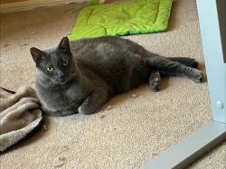 Lost Female Cat last seen W Superstition Blvd and N San Marcos Dr, Apache Junction, AZ 85120