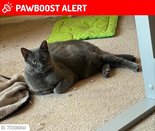 Lost Female Cat last seen W Superstition Blvd and N San Marcos Dr, Apache Junction, AZ 85120