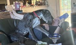 Reunited Male Dog last seen Near and cr 1200, Cleburne, TX 76031
