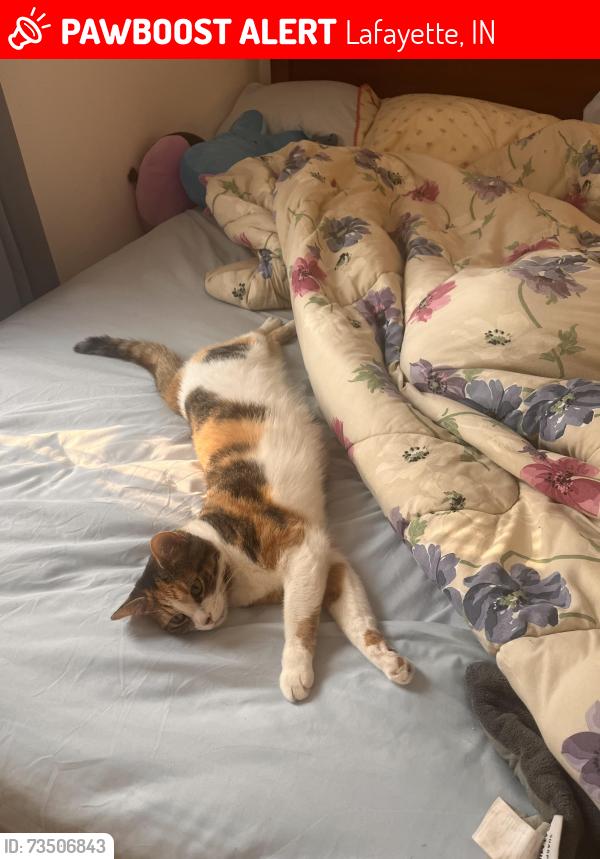 Lost Female Cat last seen Shadeland, IN on state road 25/175, Lafayette, IN 47909