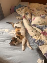 Lost Female Cat last seen Shadeland, IN on state road 25/175, Lafayette, IN 47909