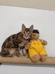Lost Female Cat last seen Soda row in daybreak, South Jordan, UT 84009