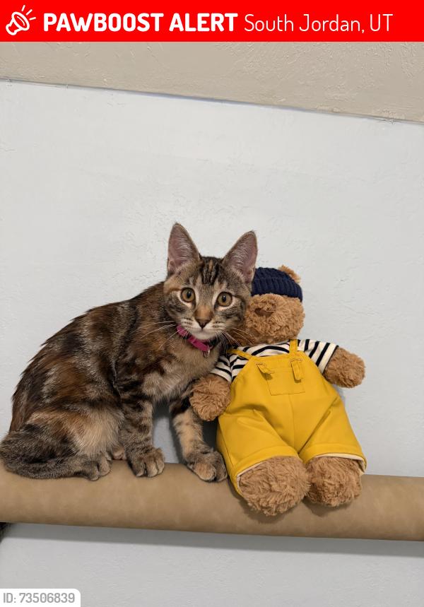 Lost Female Cat last seen Soda row in daybreak, South Jordan, UT 84009