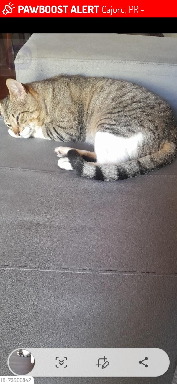 Lost Male Cat last seen Churrascaria Morumbi, Cajuru, PR 82900-340