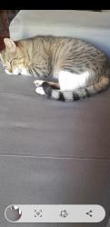 Lost Male Cat last seen Churrascaria Morumbi, Cajuru, PR 82900-340