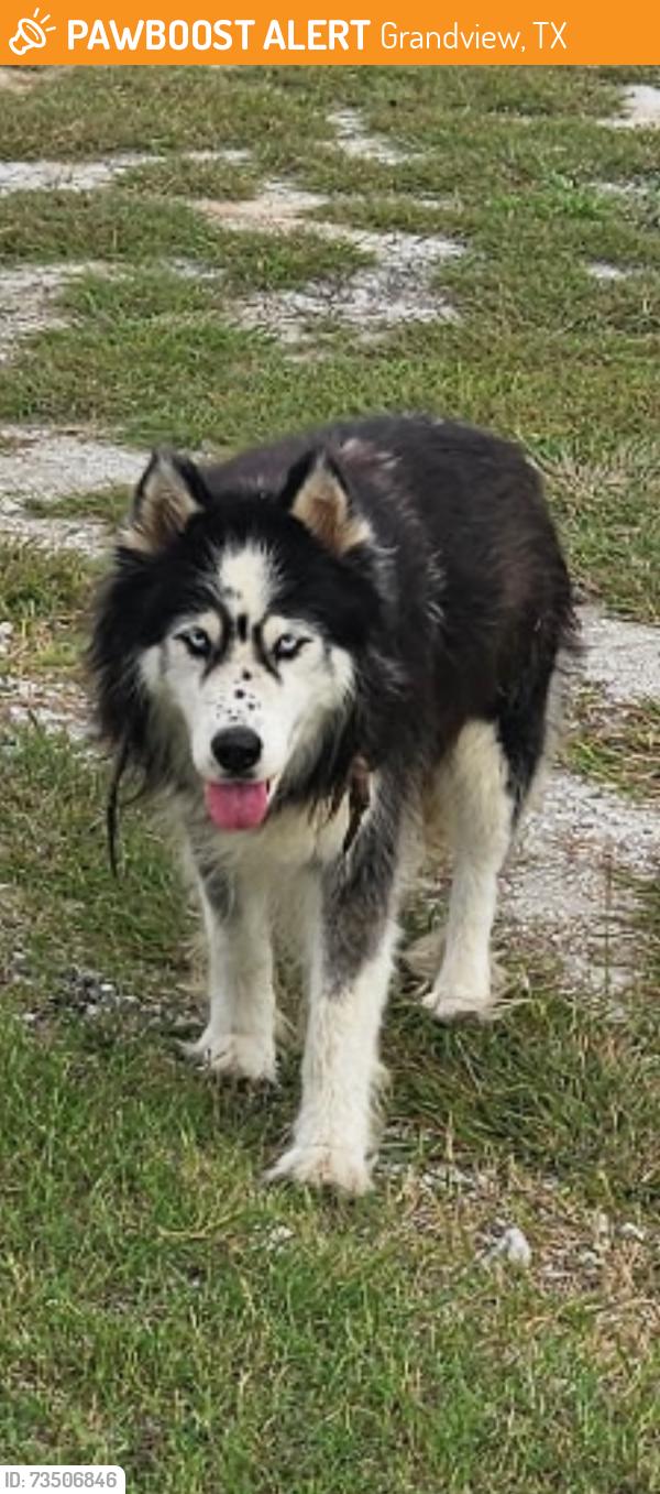 Found/Stray Unknown Dog last seen Grandview tx, Grandview, TX 76050