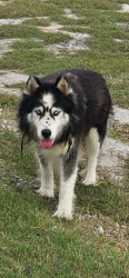 Found/Stray Unknown Dog last seen Grandview tx, Grandview, TX 76050