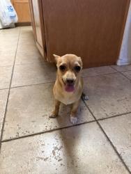 Found/Stray Female Dog last seen Mimi rd, Victorville, CA 92395