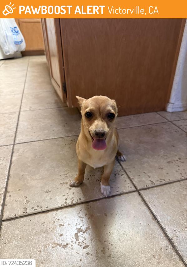 Found/Stray Female Dog last seen Mimi rd, Victorville, CA 92395