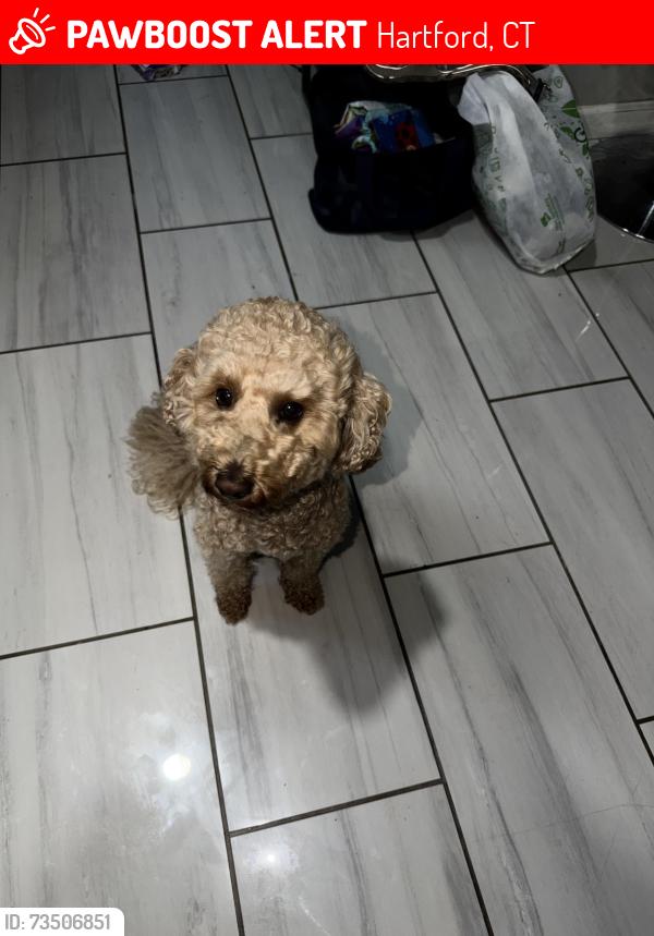 Lost Male Dog last seen E Harold St, Hartford, CT 06002