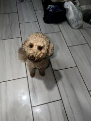 Lost Male Dog last seen E Harold St, Hartford, CT 06002