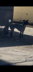 Found/Stray Male Dog last seen La Michoacana Premium, Escondido, CA 92027