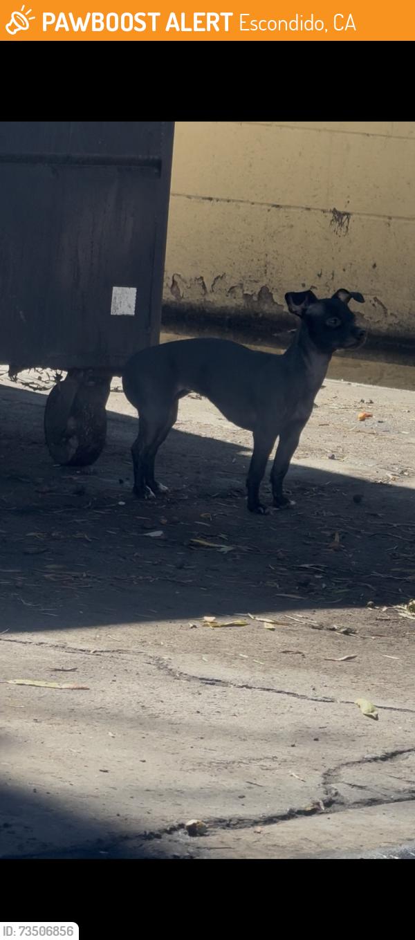Found/Stray Male Dog last seen La Michoacana Premium, Escondido, CA 92027