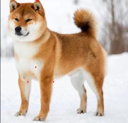 Reunited Male Dog last seen Eagle Creek Ct and Pine, Raleigh, NC 27606