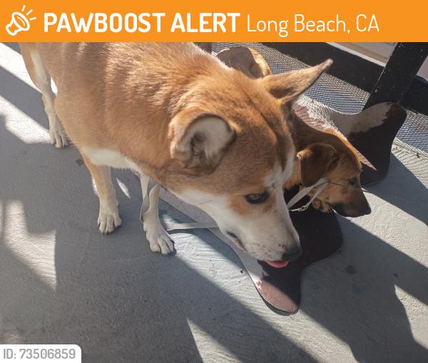 Found/Stray Female Dog last seen Airline ticket and 60th Street, Long Beach, CA 90805
