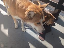 Found/Stray Female Dog last seen Airline ticket and 60th Street, Long Beach, CA 90805