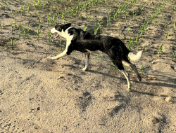 Reunited Female Dog last seen Dorian Rd Fayetteville, Fayetteville, NC 28306