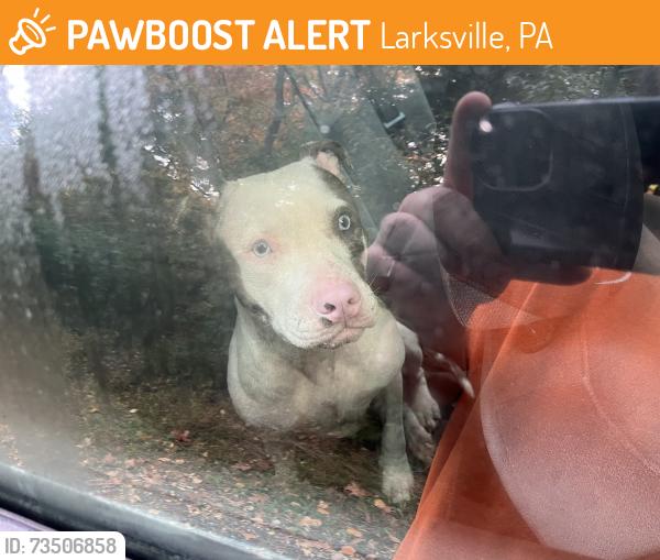 Found/Stray Female Dog last seen Hill lane, Larksville, PA 18704