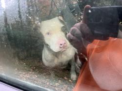 Found/Stray Female Dog last seen Hill lane, Larksville, PA 18704