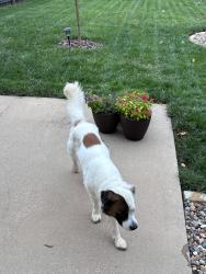 Reunited Unknown Dog last seen 60th Terr/Woodland, Shawnee, KS 66218
