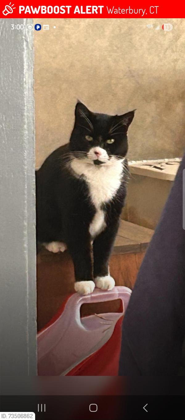 Lost Female Cat last seen Gaylord Glen, Waterbury, CT 06708