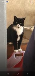 Lost Female Cat last seen Gaylord Glen, Waterbury, CT 06708