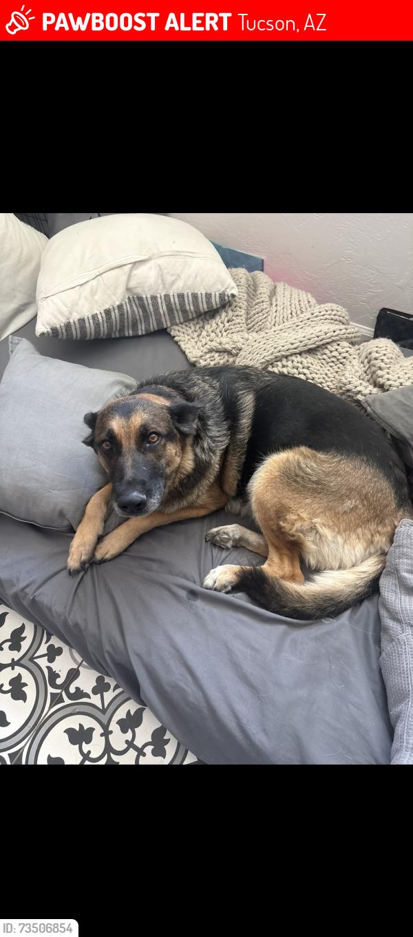 Lost Female Dog last seen 22nd street, and 6th ave, Tucson, AZ 85701