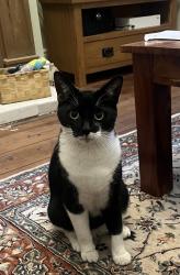 Lost Male Cat last seen Abbeydale Road, South Yorkshire, England 