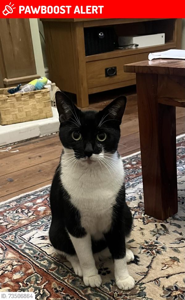 Lost Male Cat last seen Abbeydale Road, South Yorkshire, England 