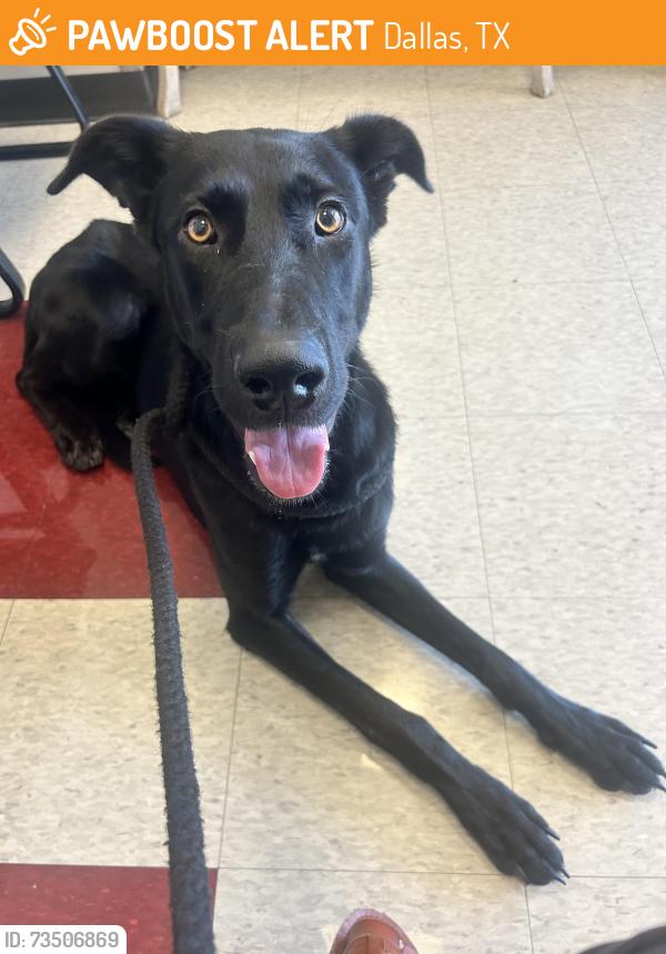 Found/Stray Male Dog last seen Plano, Dallas, TX 75230