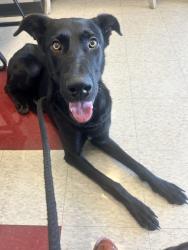 Found/Stray Male Dog last seen Plano, Dallas, TX 75230