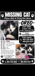 Lost Male Cat last seen By fairground flts apmts, Oklahoma City, OK 73107