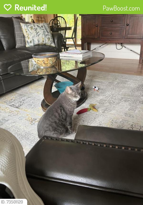 Reunited Male Cat last seen Hwy 83 & Hwy 18, Delafield, WI 53018
