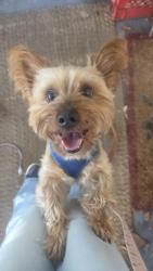 Reunited Male Dog last seen Reel, Norfolk, VA 23502