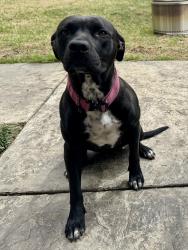 Reunited Female Dog last seen Locke Rd., Millington, Shelby County, TN 38053