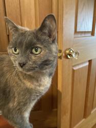 Reunited Female Cat last seen E 10th St & N Audubon Rd, Indianapolis, IN 46219, USA, Indianapolis, IN 46219