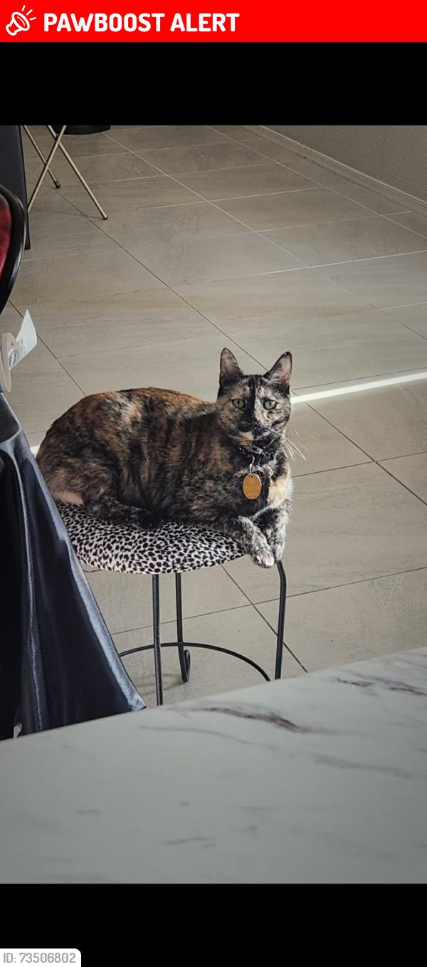 Lost Male Cat last seen 126th LN and Glendale Ave, Maricopa County, AZ 85307