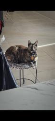Lost Male Cat last seen 126th LN and Glendale Ave, Maricopa County, AZ 85307