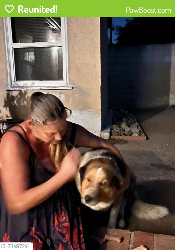 Reunited Female Dog last seen Azusa & Amar, West Covina, CA 91792