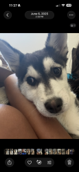 Lost Female Dog last seen 22nd street, and 6th ave Tucson az, Tucson, AZ 85701